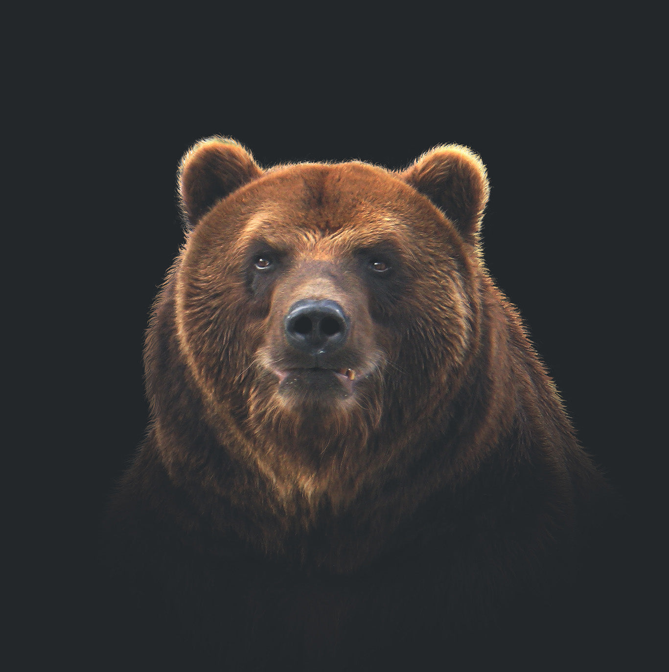 Brown Bear