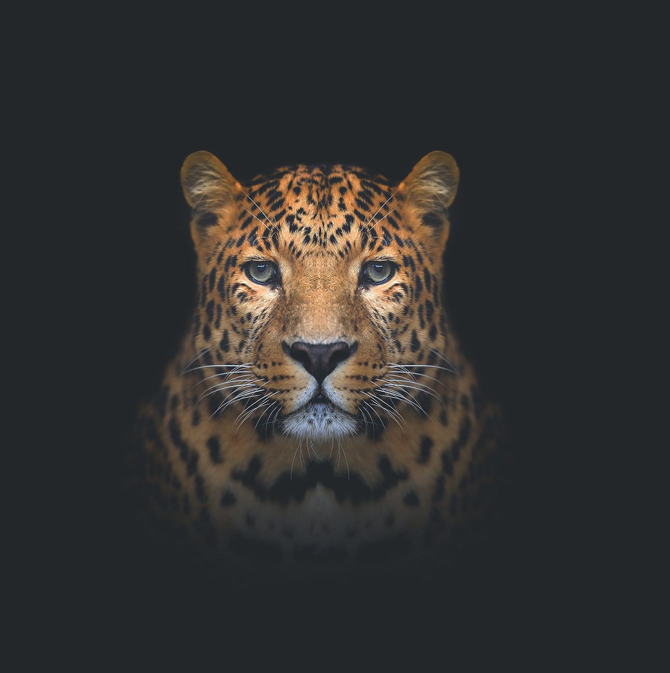Amur Leopard
