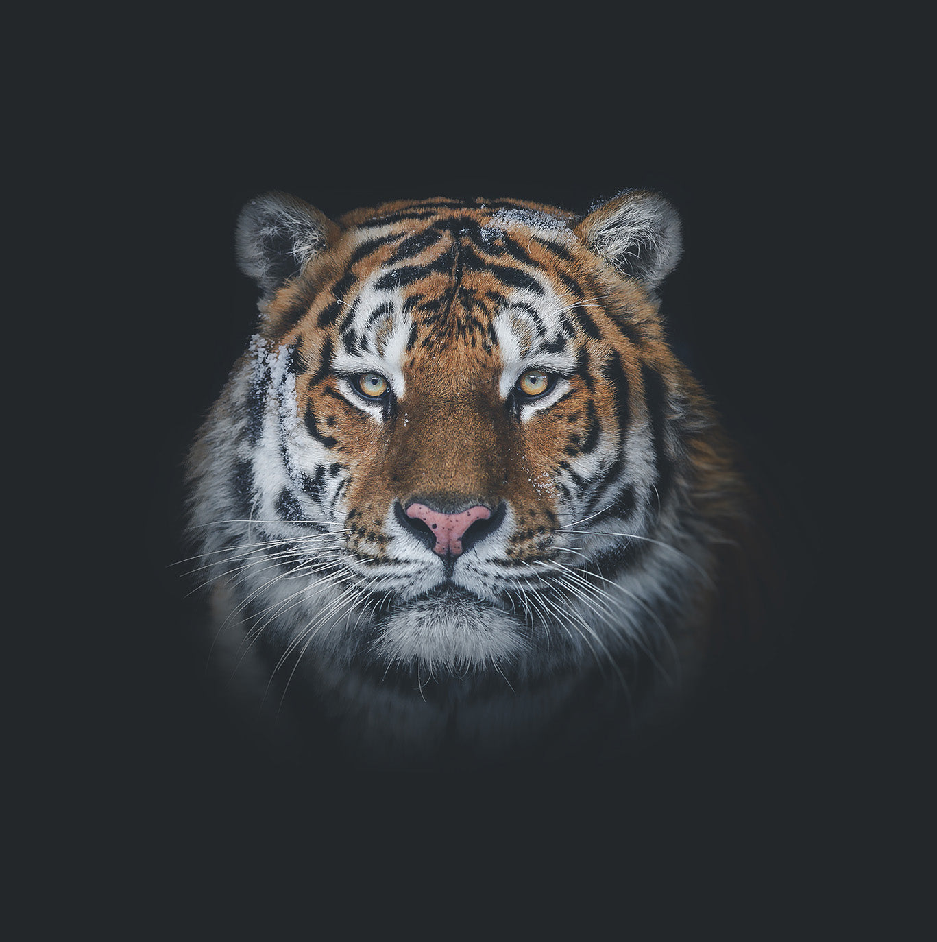 Siberian Tiger
